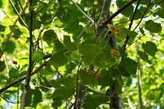 Hibiscus columnaris