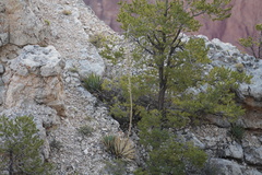 Agave utahensis kaibabensis