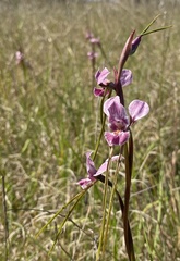 Diuris punctata