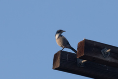 Aphelocoma californica