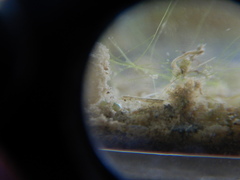 Ostracoda