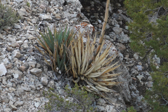 Agave utahensis kaibabensis