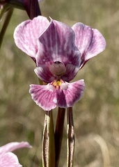 Diuris punctata