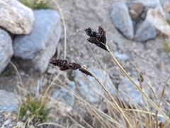 Carex scopulorum