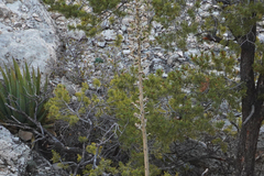Agave utahensis kaibabensis