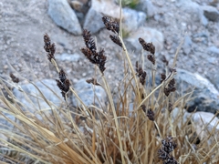 Carex scopulorum