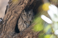 Megascops kennicottii