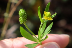 Ranunculus inamoenus