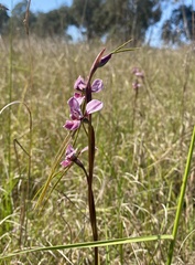 Diuris punctata