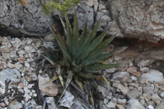 Agave utahensis kaibabensis