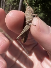 Schistocerca damnifica