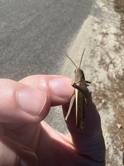 Schistocerca damnifica