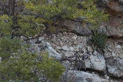 Agave utahensis kaibabensis