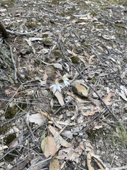 Caladenia moschata