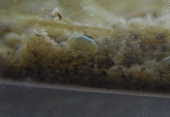 Ostracoda