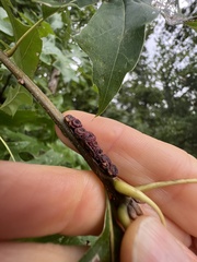 Kokkocynips difficilis