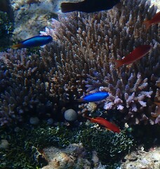 Pomacentrus coelestis