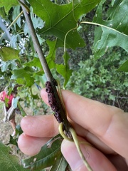 Kokkocynips difficilis