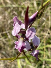 Diuris punctata