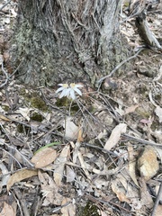Caladenia moschata