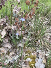 Thelymitra pauciflora