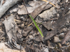 Caladenia transitoria