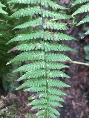 Dryopteris arguta