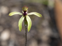 Caladenia transitoria