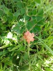 Indigofera spicata