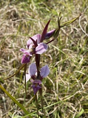 Diuris punctata