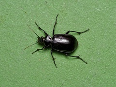 Calosoma marginale
