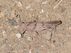 Trimerotropis thalassica