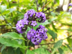 Heliotropium arborescens