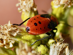 Lygaeus kalmii