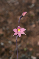Thelymitra luteocilium