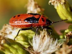 Lygaeus kalmii
