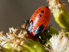 Lygaeus kalmii