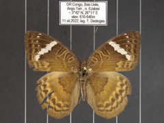 Euriphene tadema nigropunctata