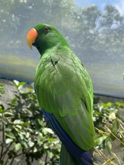 Eclectus