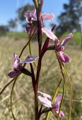 Diuris punctata