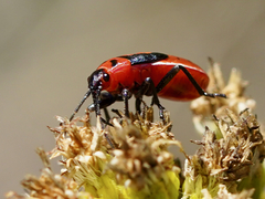 Lygaeus kalmii