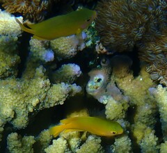 Pomacentrus moluccensis