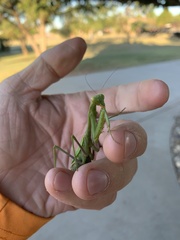 Stagmomantis carolina
