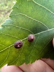 Caryomyia turbanella