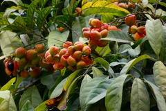 Sapindaceae