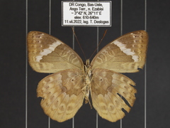 Euriphene tadema nigropunctata