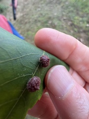 Caryomyia turbanella