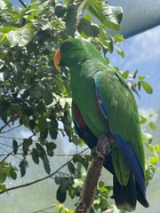 Eclectus