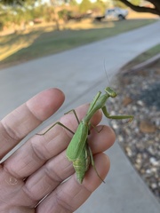 Stagmomantis carolina