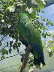 Eclectus